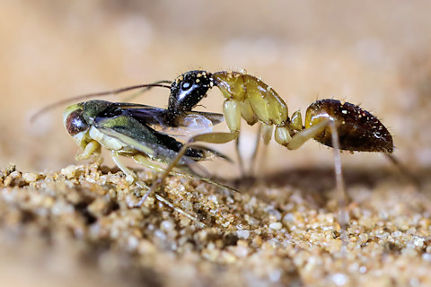 Carpenter Ant (Camponotus sp) (Camponotus sp)